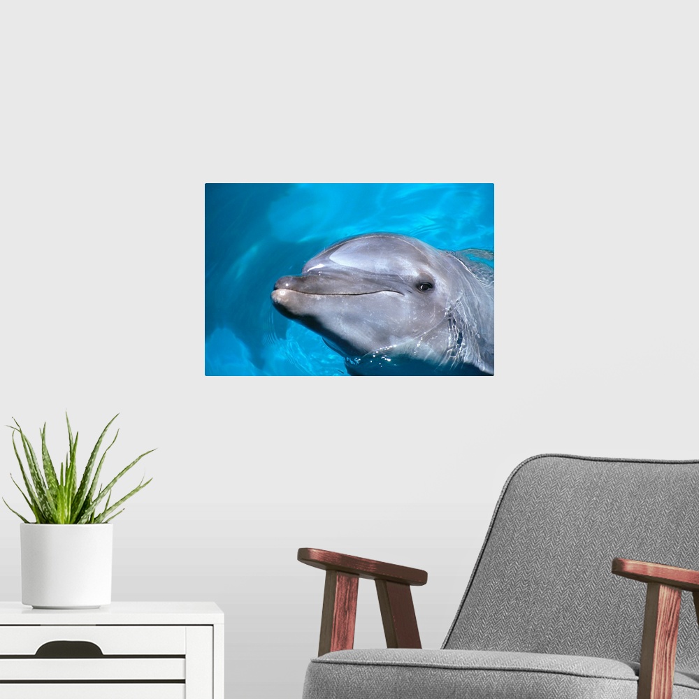 A modern room featuring Hawaii, Pacific Bottlenose Dolphin