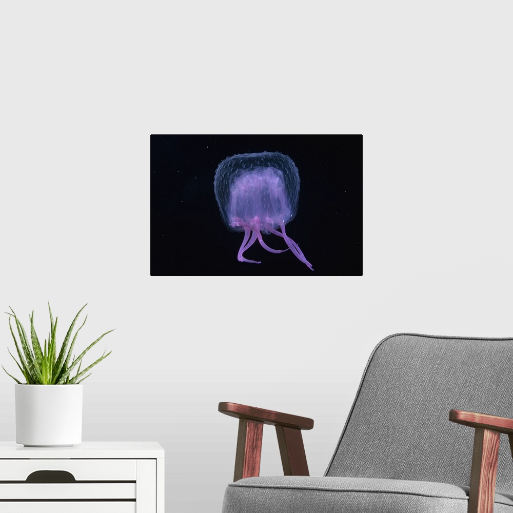 A modern room featuring Hawaii, Pink Jellyfish, black background