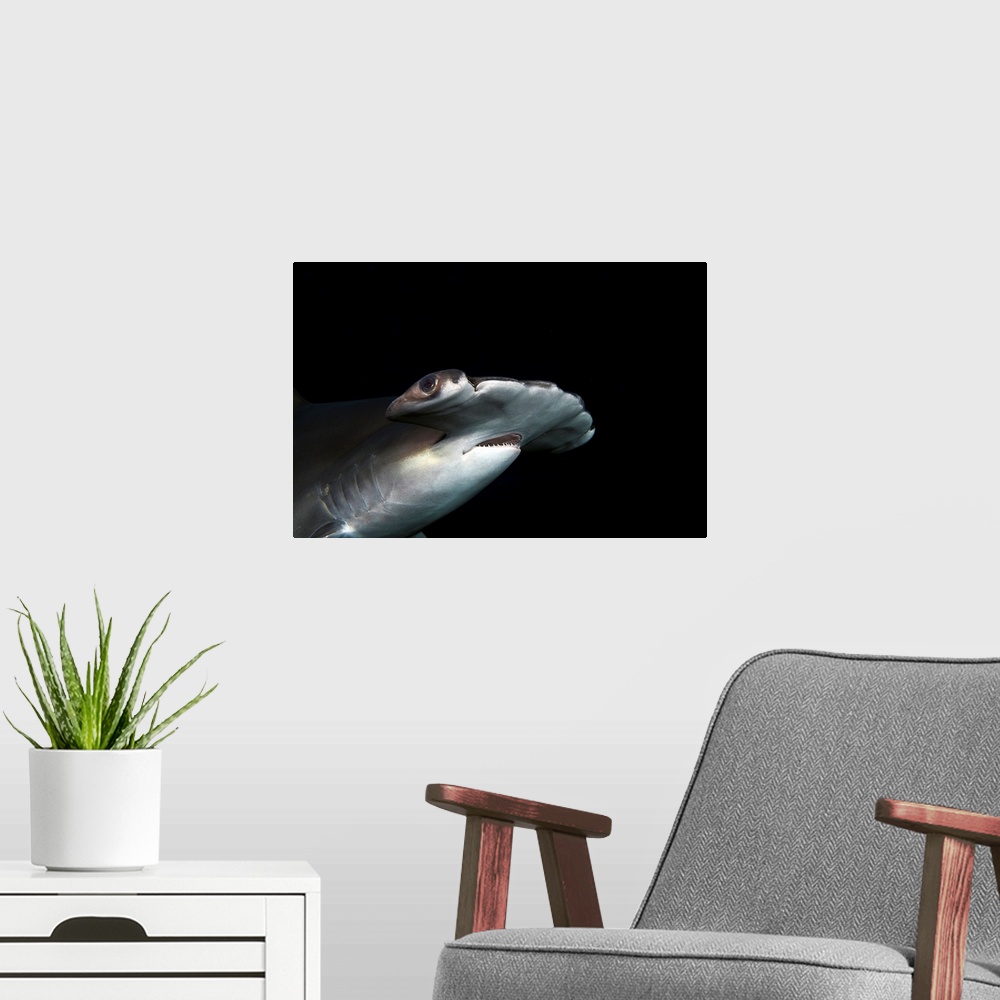 A modern room featuring Hawaii, Scalloped Hammerhead Shark (Sphyrna Lewini) On The Ocean Floor
