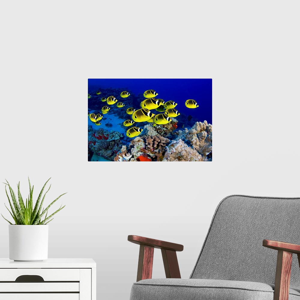 A modern room featuring Photograph of colorful  school of fish underwater swimming over reef.