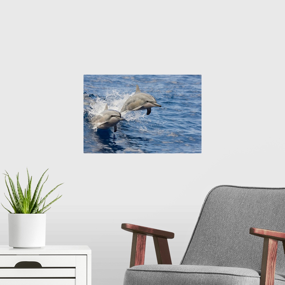 A modern room featuring Hawaii, Spinner Dolphins (Stenella Longirostris) Leap Into The Air At The Same Time