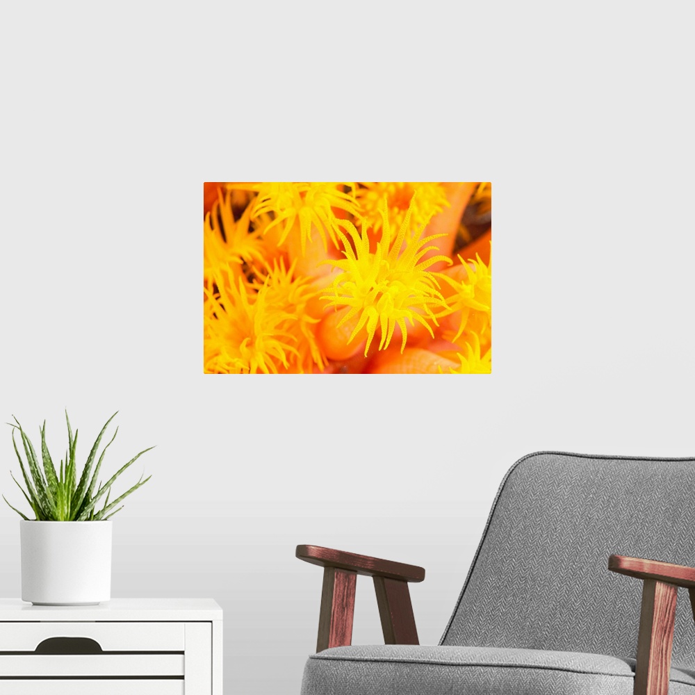 A modern room featuring Hawaii, Yellow Soft Coral, Cup Coral, Close-Up Detail