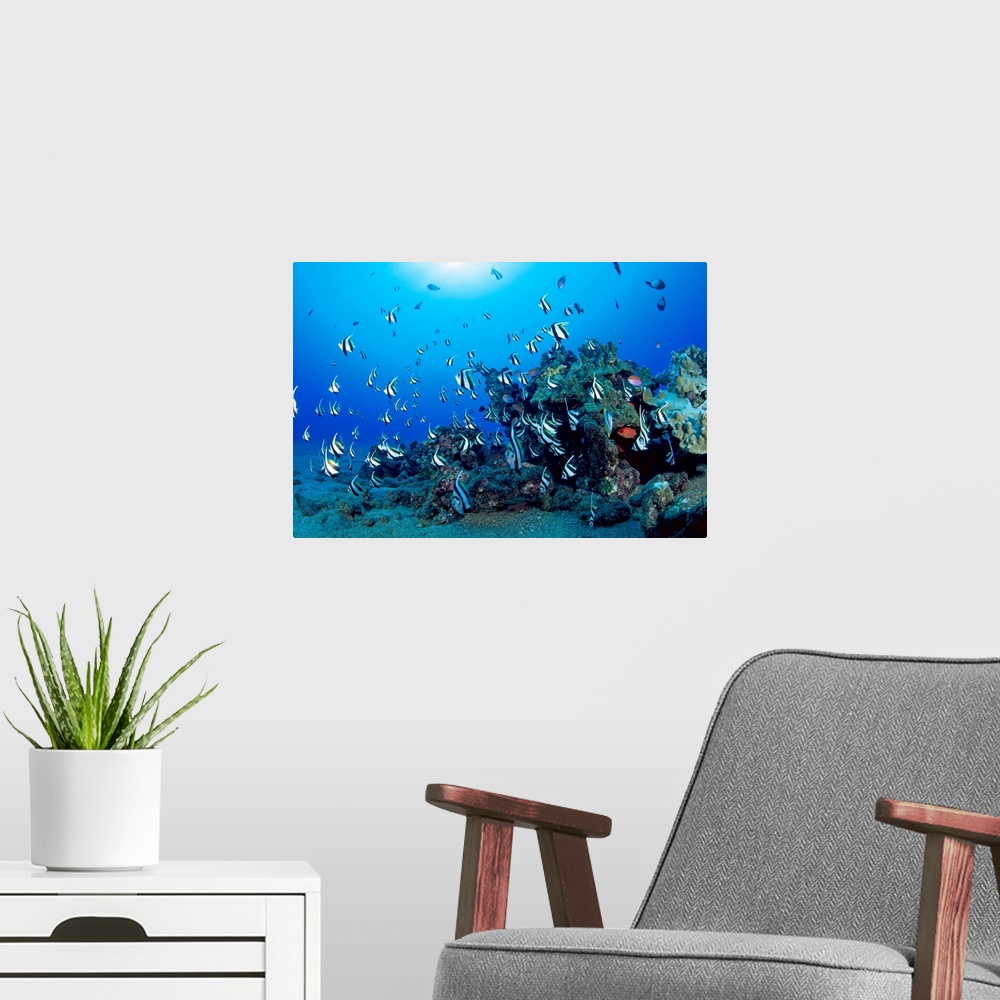 A modern room featuring Hawaiian Reef Scene With Pennant Fish (Heniochus Diphreutes)