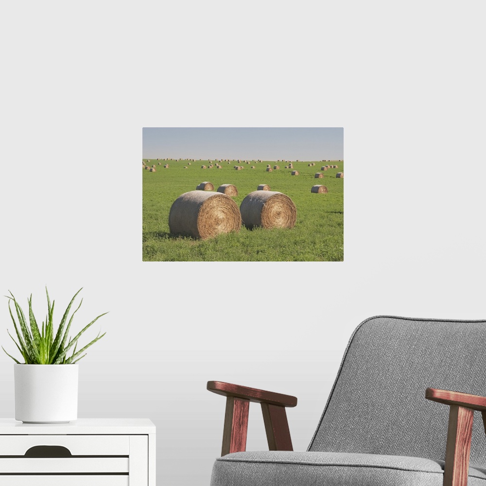 A modern room featuring Hay Bales In A Green Alfalfa Field
