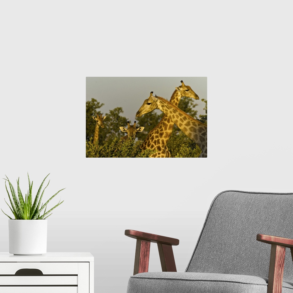 A modern room featuring Head and necks of four giraffes above trees.
