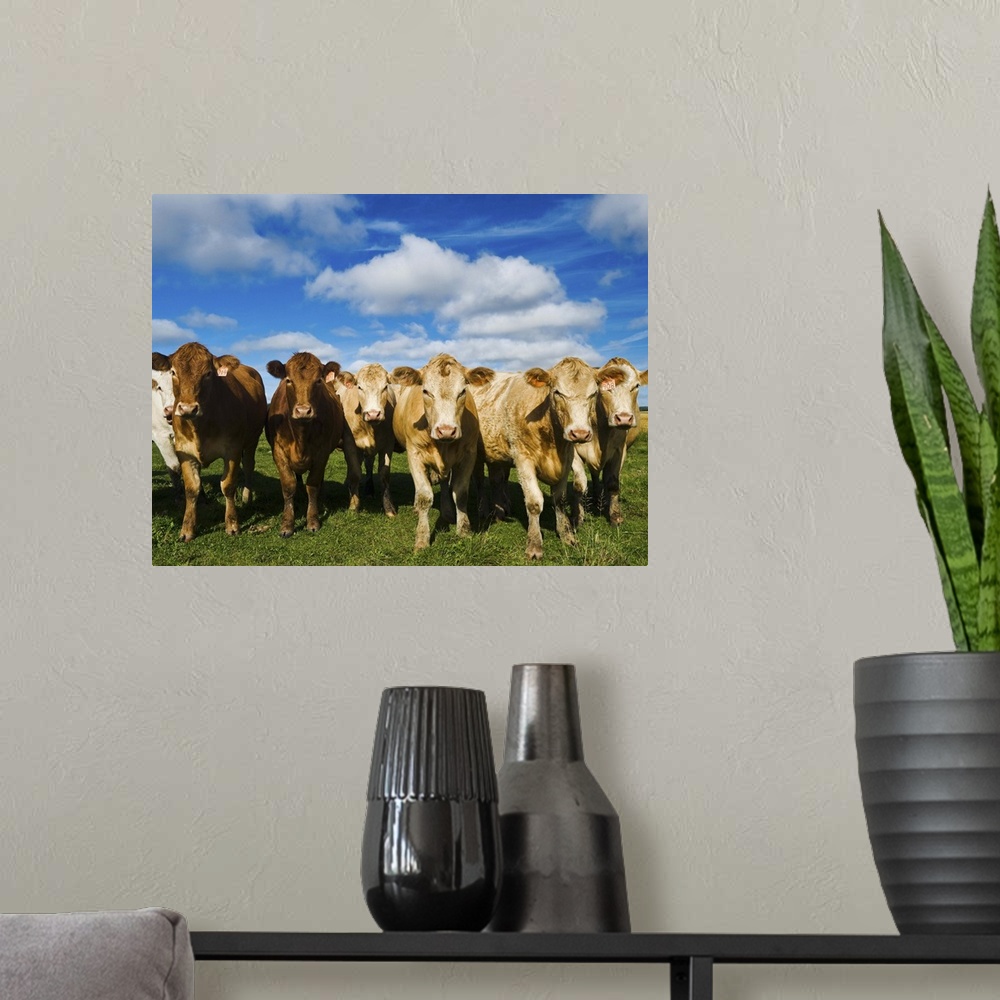 A modern room featuring Herd of beef cattle, Tiger Hills, Manitoba, Canada