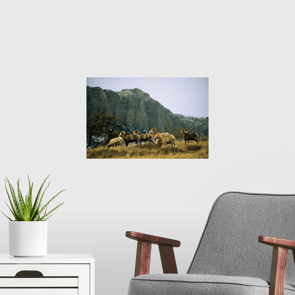 A modern room featuring Herd of bighorn sheep (ovis canadensis) grazing in a mountain valley. Augusta, Montana, united st...
