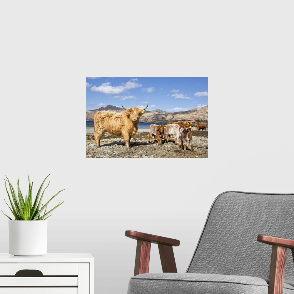 A modern room featuring Highland Cows, Loch Buie, Isle of Mull, Argyll and Bute, Inner Hebrides, Scotland, UK
