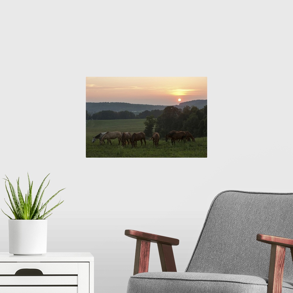 A modern room featuring Horses graze on grass at sunset in rural farmland. Millersburg, Ohio
