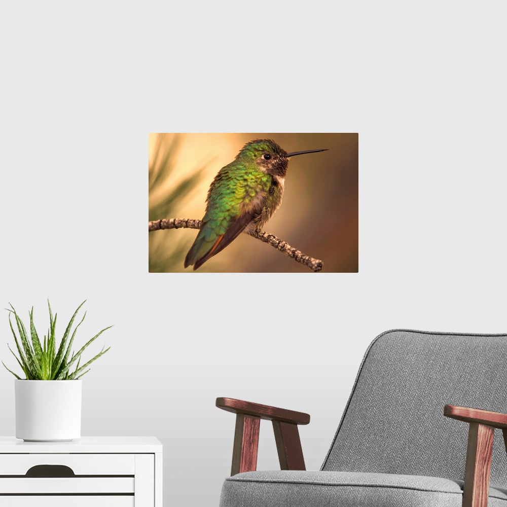 A modern room featuring Humming Bird On Branch