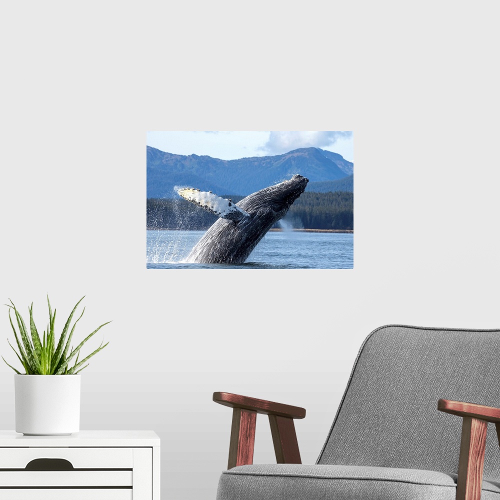 A modern room featuring Humpback Whale Breaches As It Leaps From Water Of Stephens Passage.