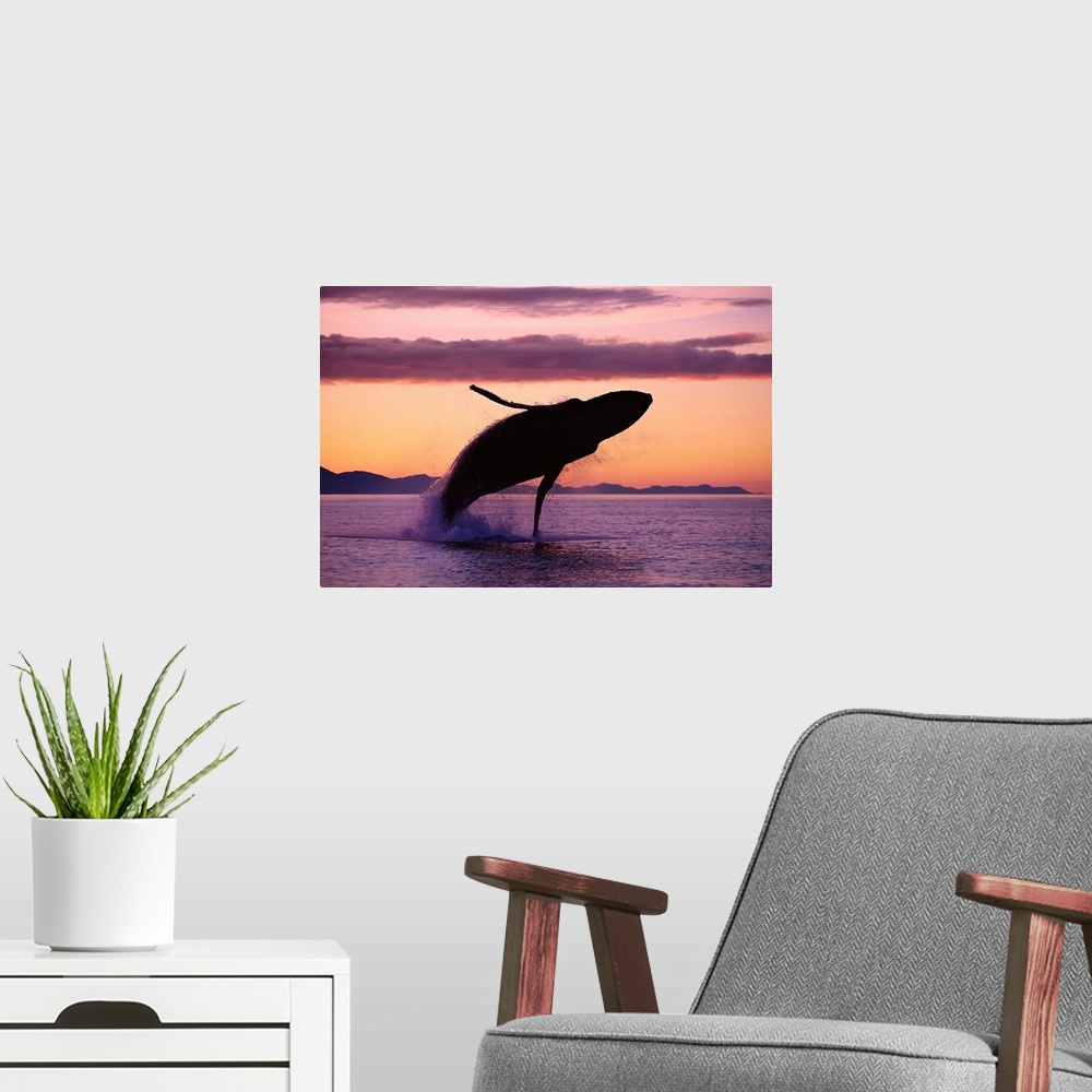 A modern room featuring Humpback Whale Breaching At Sunset, Southeast Alaska