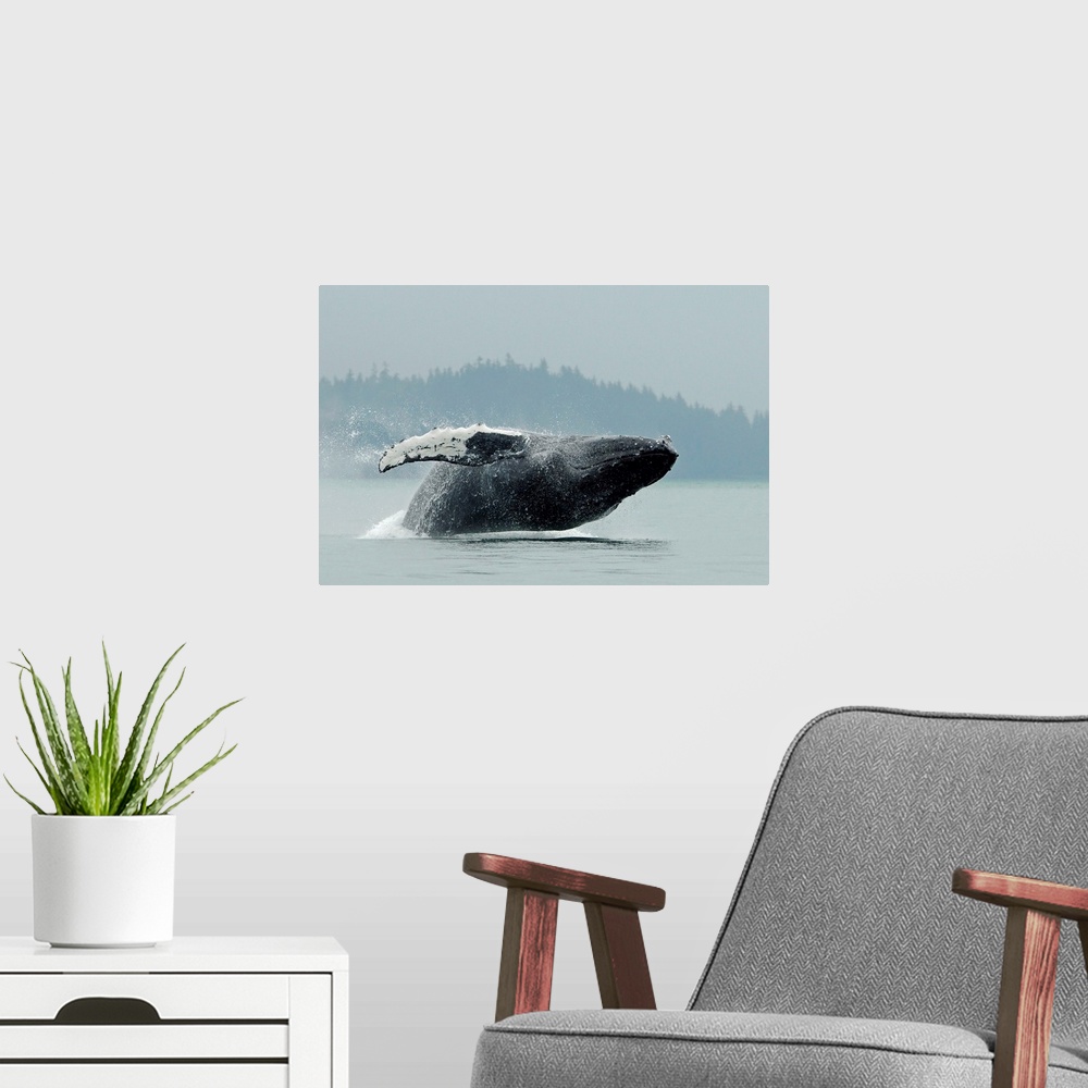 A modern room featuring Humpback whale breaching near Juneau during summer in southeast Alaska.