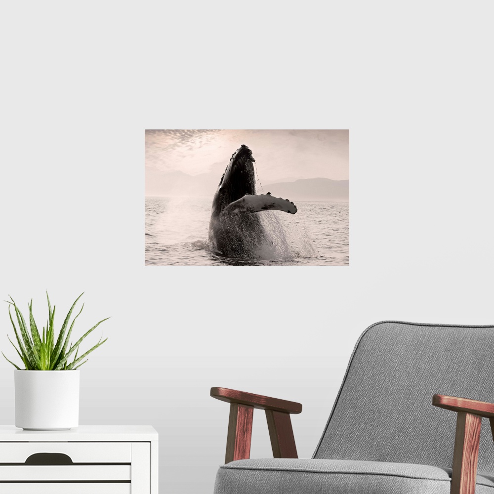 A modern room featuring Humpback Whale Breaching with Coast Mountains Background, Southeast Alaska