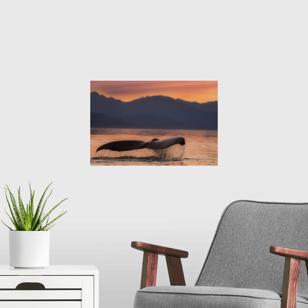 A modern room featuring A Humpback Whale lifts it flukes at sunset as it returns to the depths to feed in the calm waters...