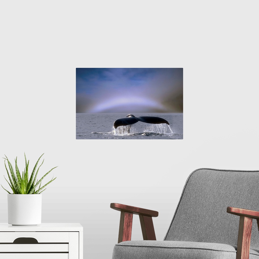 A modern room featuring Humpback Whale Fluke On Surface Of Water, Alaska