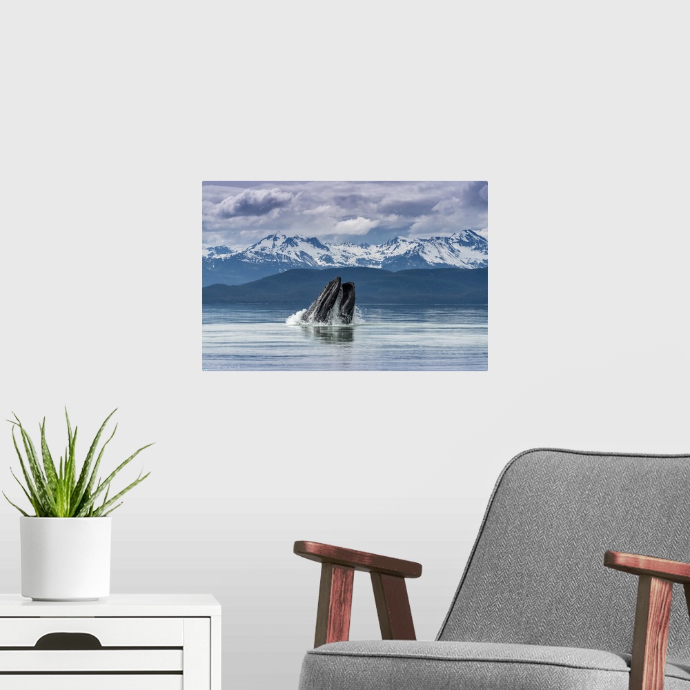 A modern room featuring Humpback whale (Megaptera novaeangliae) lunge feeding for herring with a view of throat pleats, I...