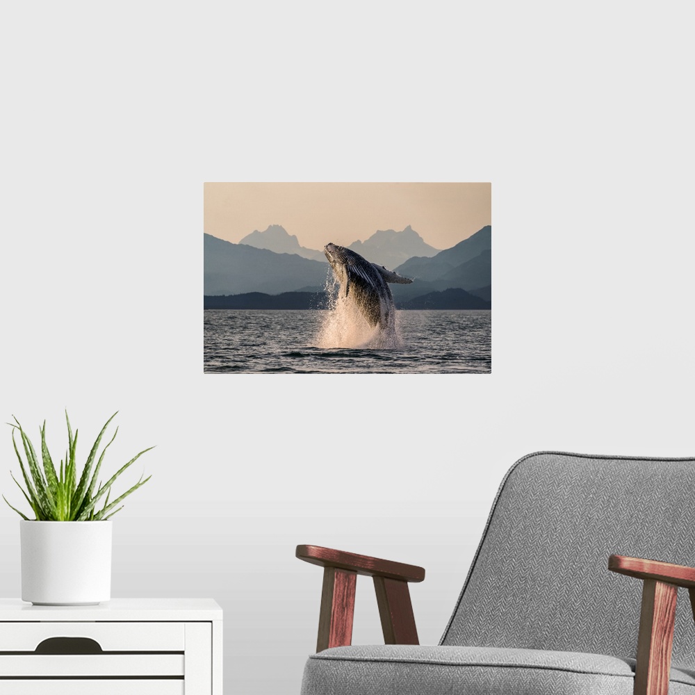A modern room featuring Humpback whale (Megaptera novaeangliae) leaping out of the water of Inside Passage in the Lynn Ca...