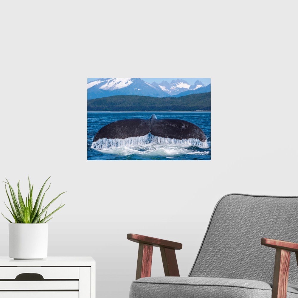 A modern room featuring Humpback Whale Lifts Its Flukes, Snow Covered Coastal Range In Background