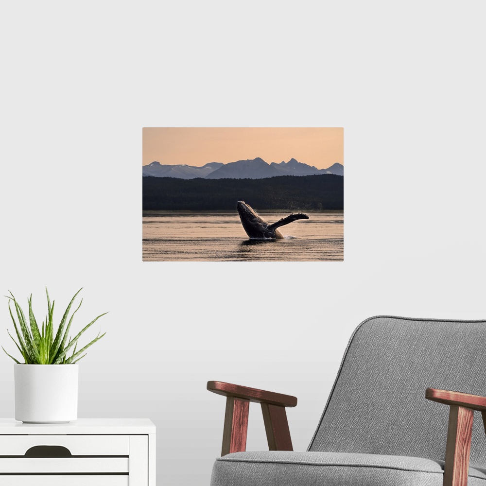 A modern room featuring Humpback whale (Megaptera novaeangliae) breaches at sunset, Lynn Canal, Inside Passage, with Chil...
