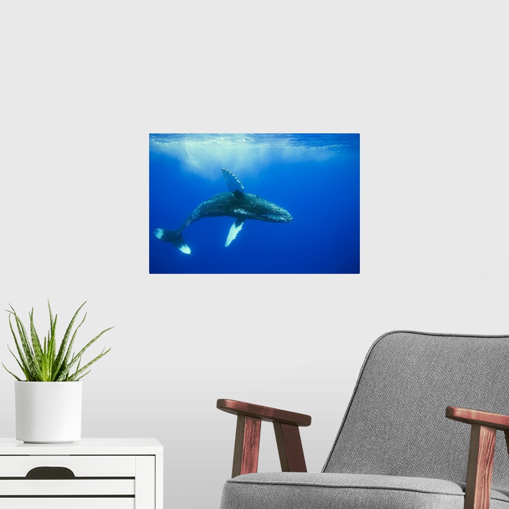 A modern room featuring Humpback whale (Megaptera novaeangliae), Hawaii, United States of America