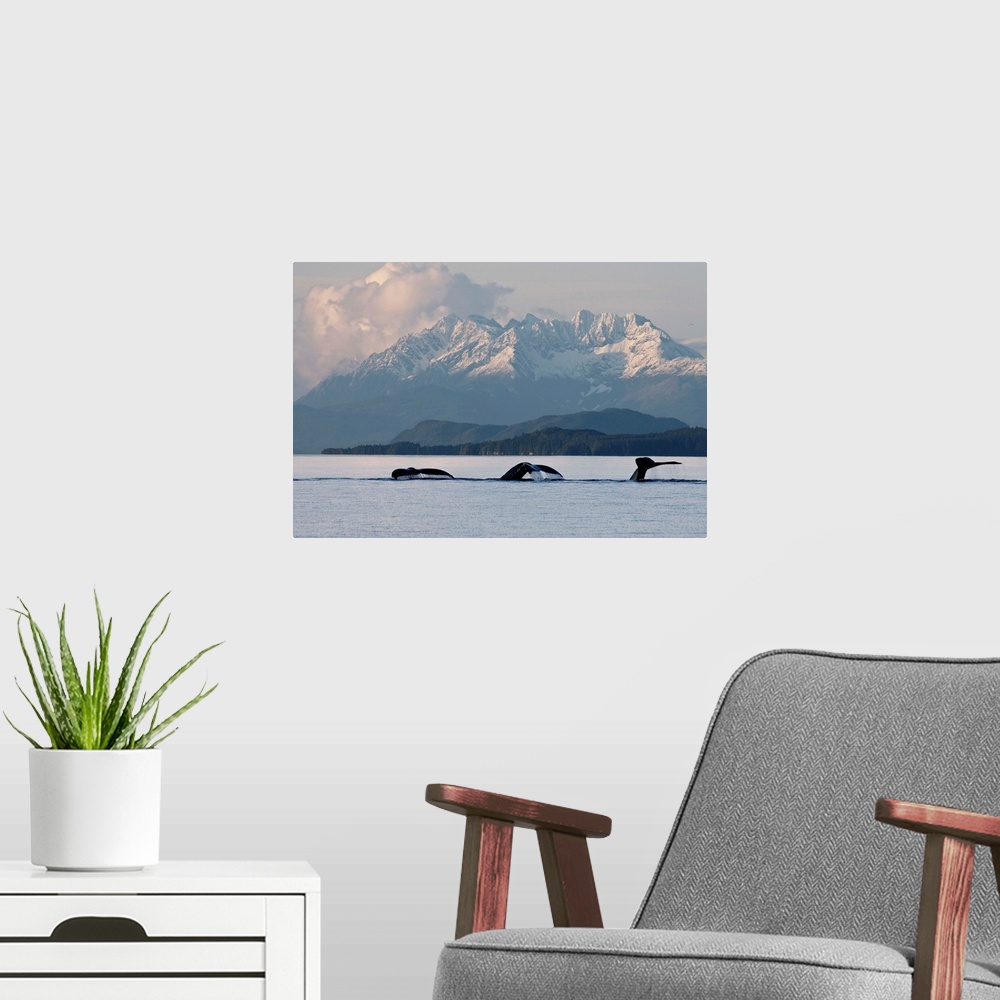 A modern room featuring Humpback Whale Pod Lifts Their Flukes, Snow Covered Coastal Range, Alaska