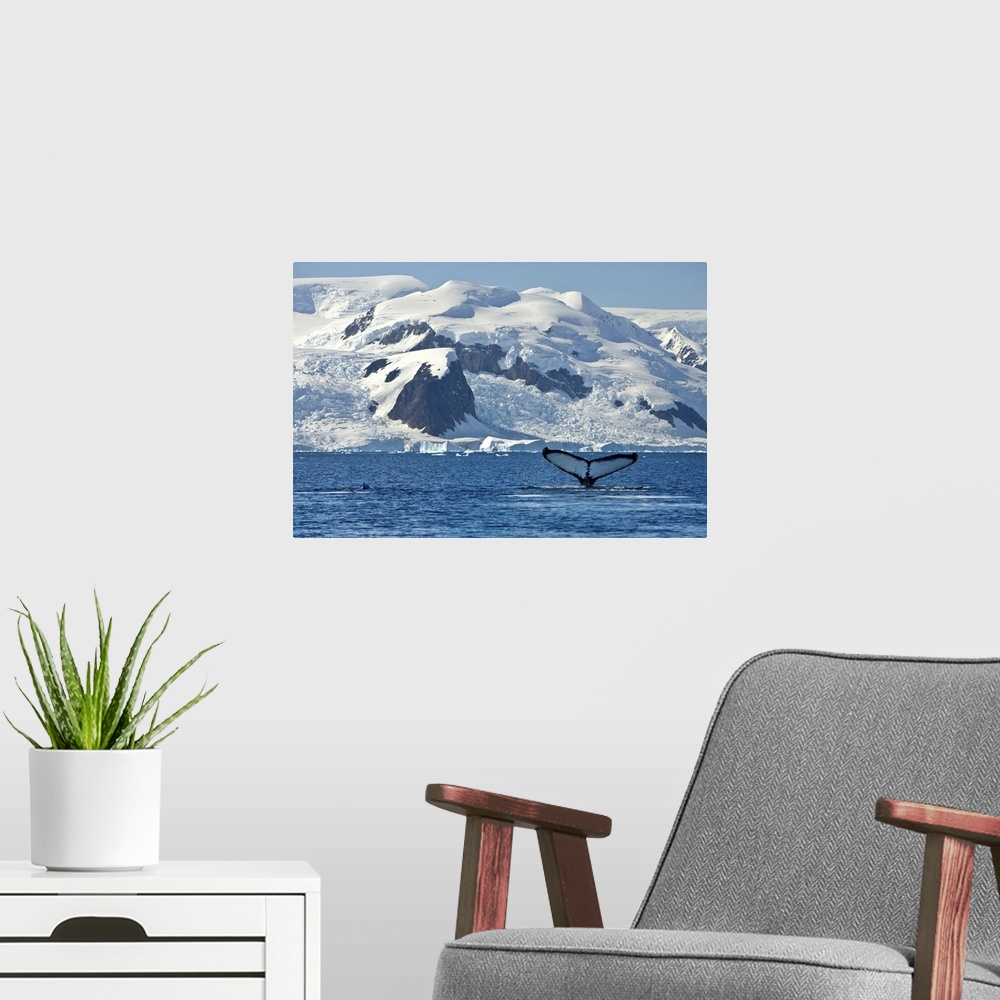 A modern room featuring whale, humpback, animal, blue whale, southern ocean, antarctica, landscape, photo, photography, p...