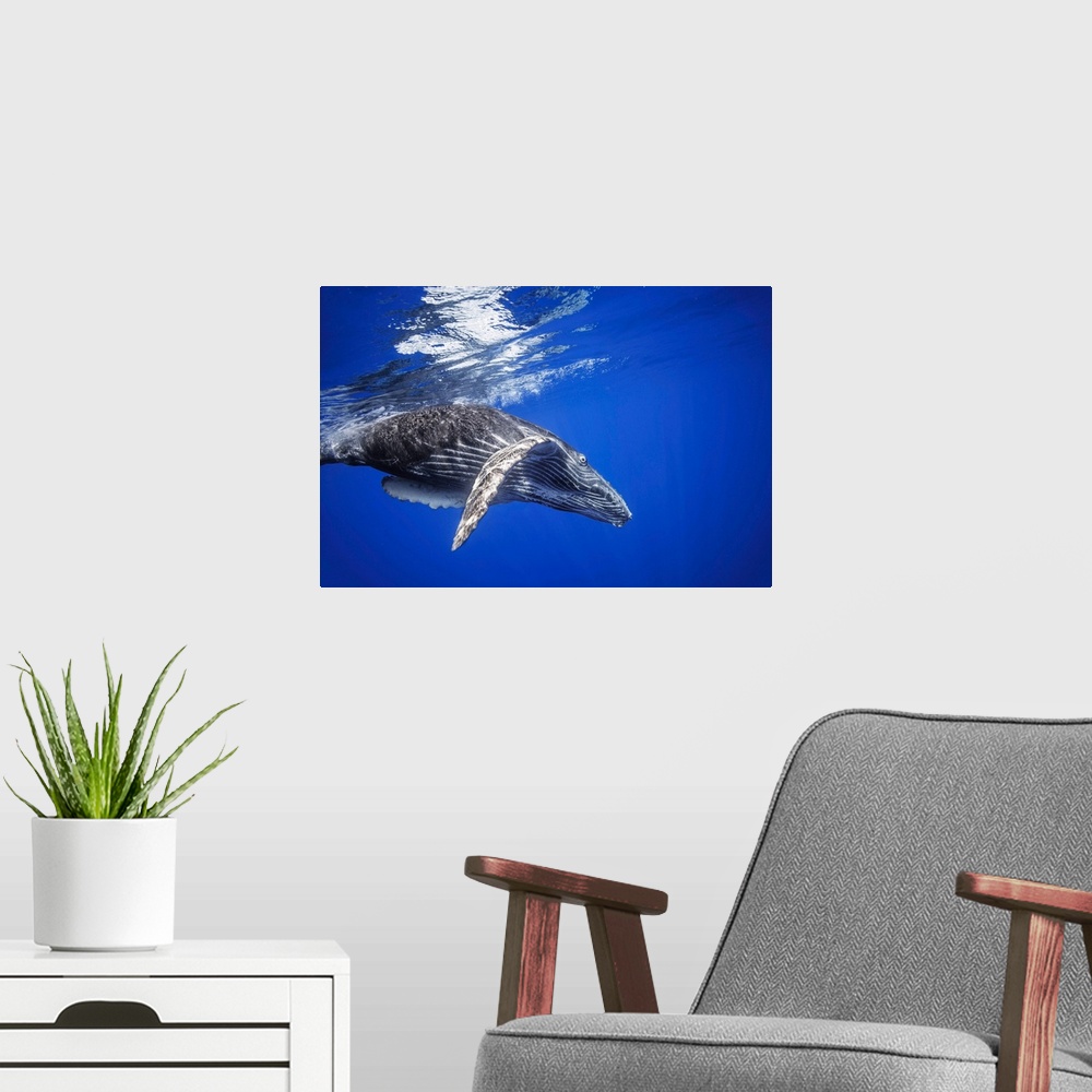A modern room featuring Humpback whale (megaptera novaeangliae) swimming underwater just below the surface, Hawaii, unite...