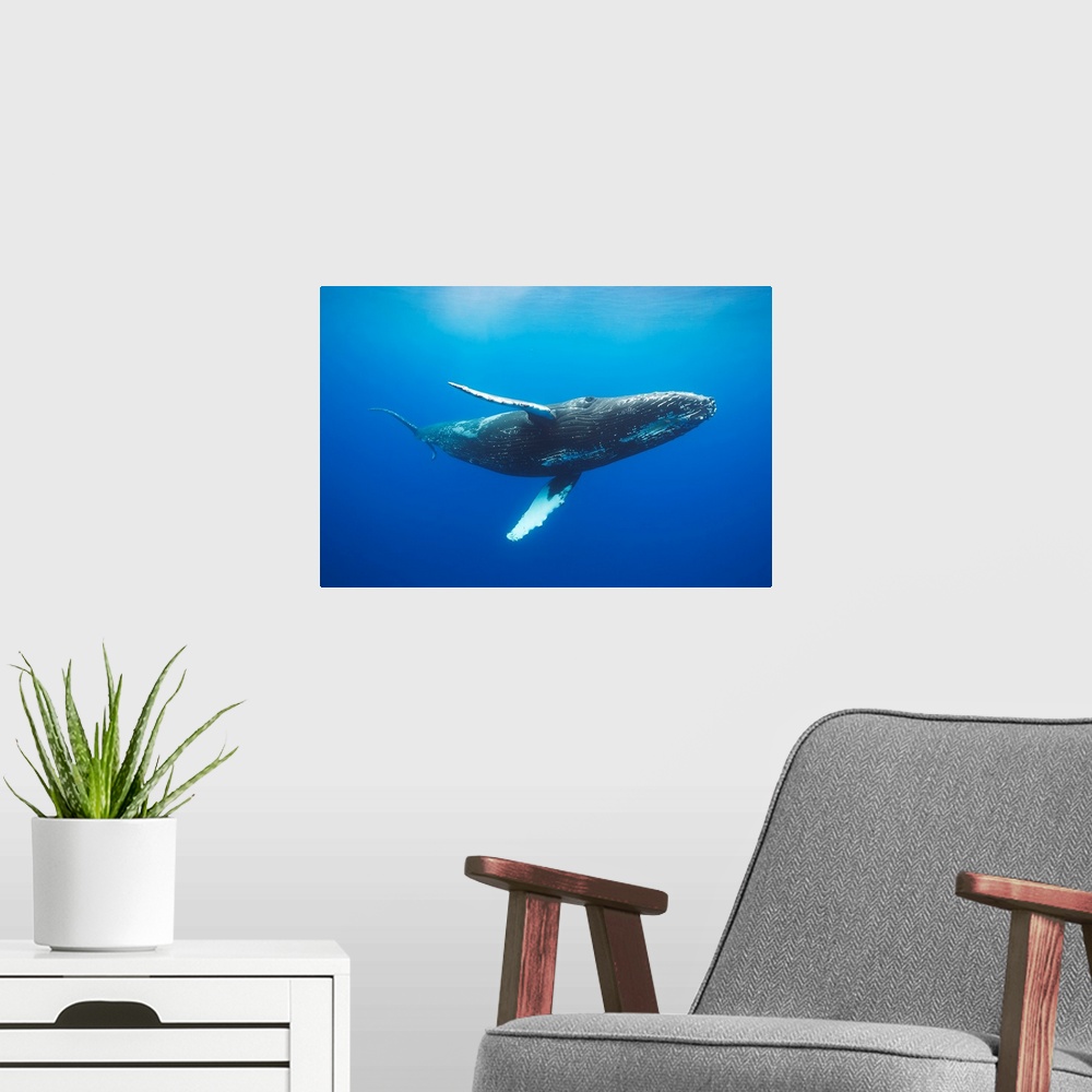 A modern room featuring Humpback whale (Megaptera novaeangliae) underwater. Hawaii, United States of America.
