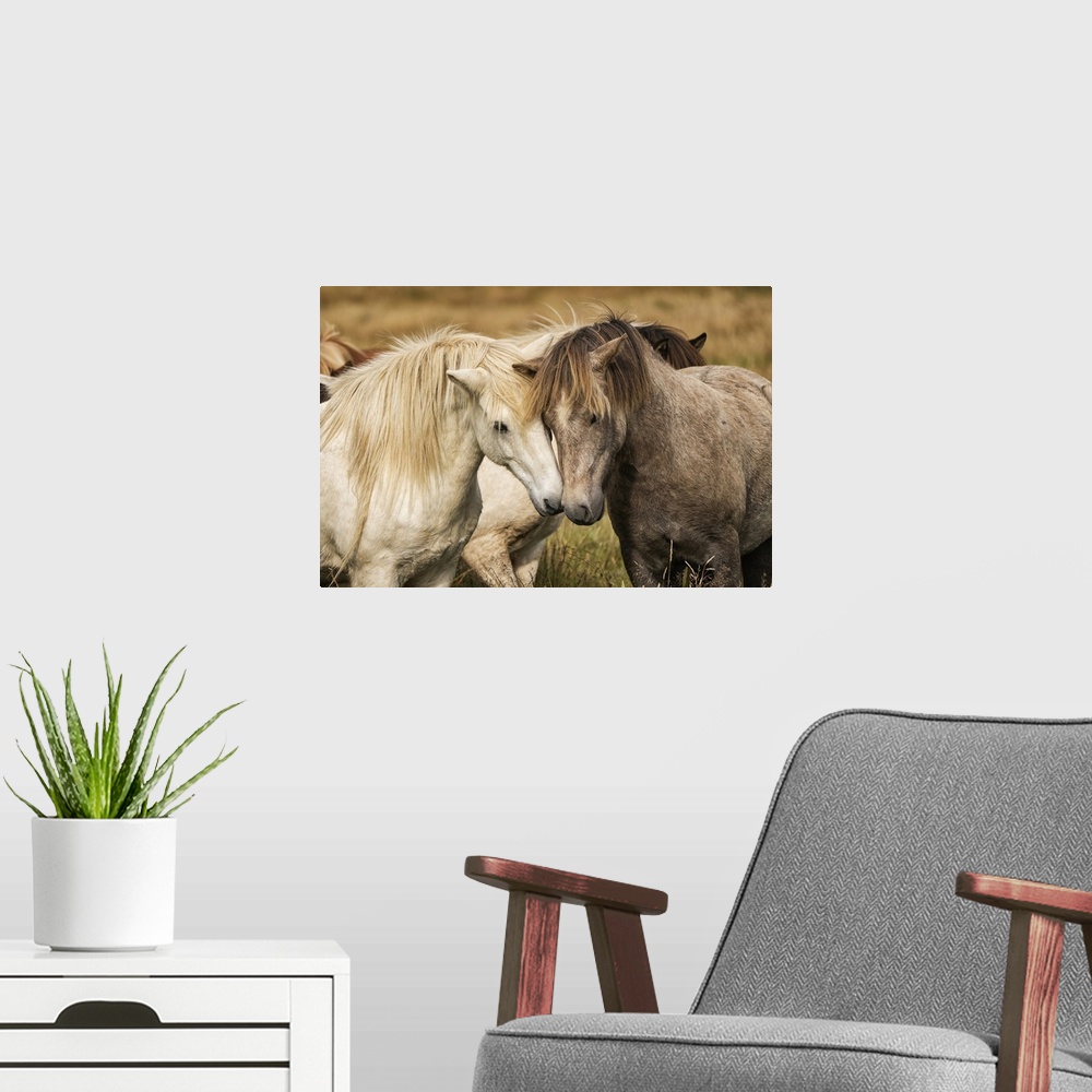 A modern room featuring Icelandic horses in their natural setting; Iceland