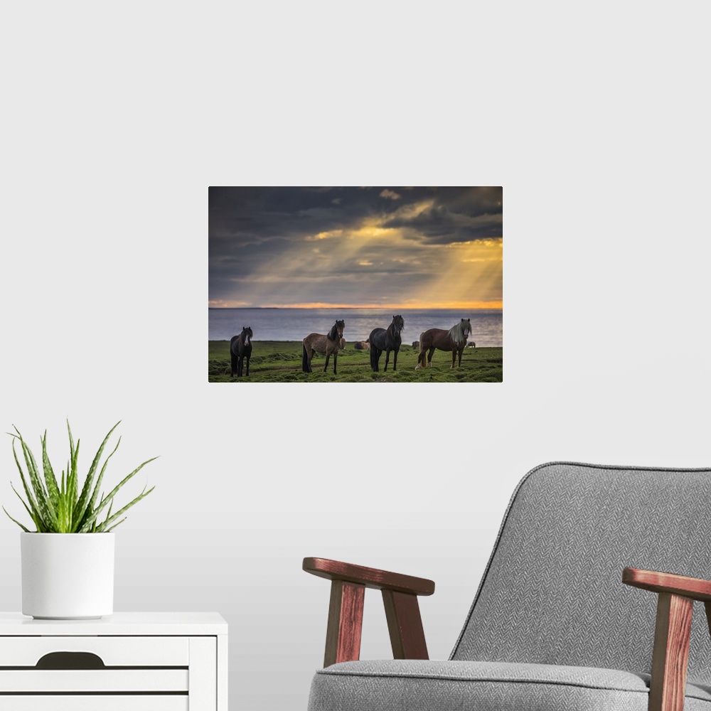 A modern room featuring Icelandic horses standing in a row on the shore at sunset; Hofsos, Iceland