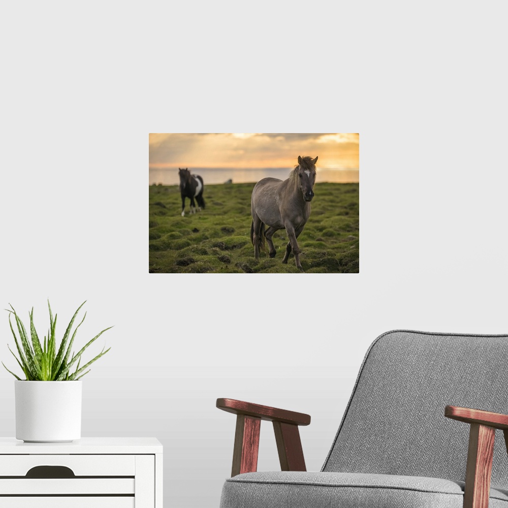 A modern room featuring Icelandic horses walking along the ocean at sunset; Hofsos, Iceland