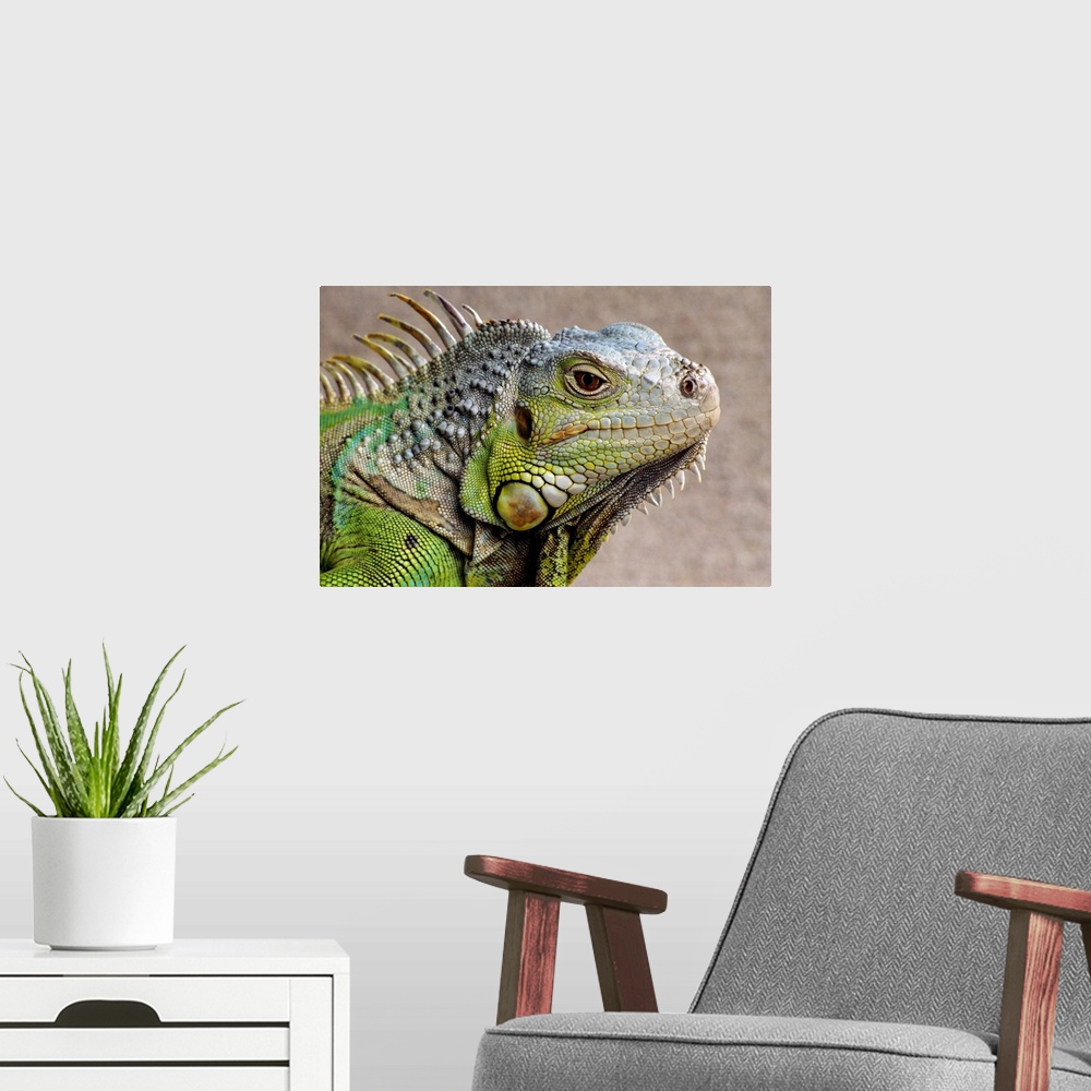 A modern room featuring Iguana Profile