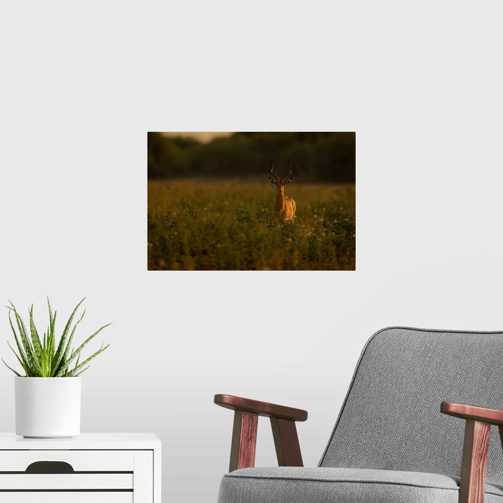 A modern room featuring A male common impala, (Aepyceros melampus) stands among tall plants in the savanna, staring at th...
