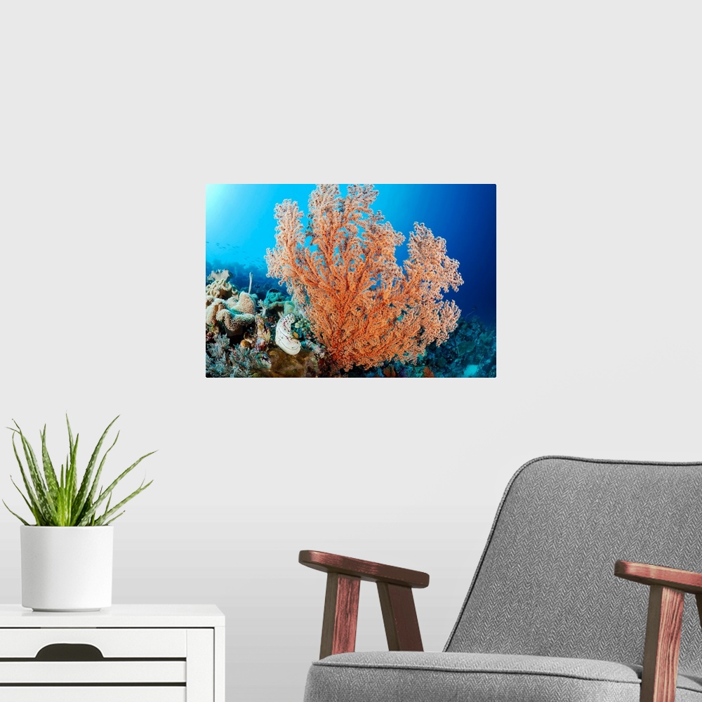 A modern room featuring Indonesia, A Gorgonian Coral Tree Dominates This Underwater Scene