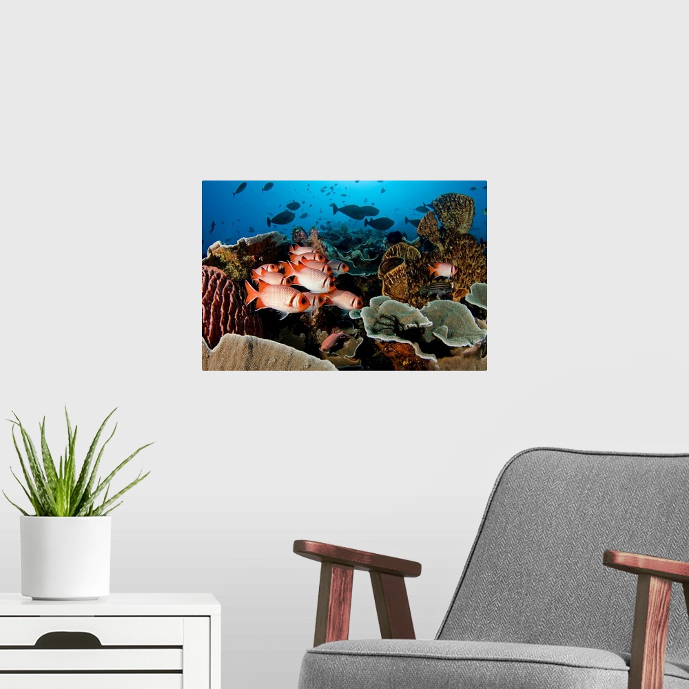 A modern room featuring Indonesia, Komodo, Divers And A School Of Shoulderbar Soldierfish (Myripristis Kuntee)