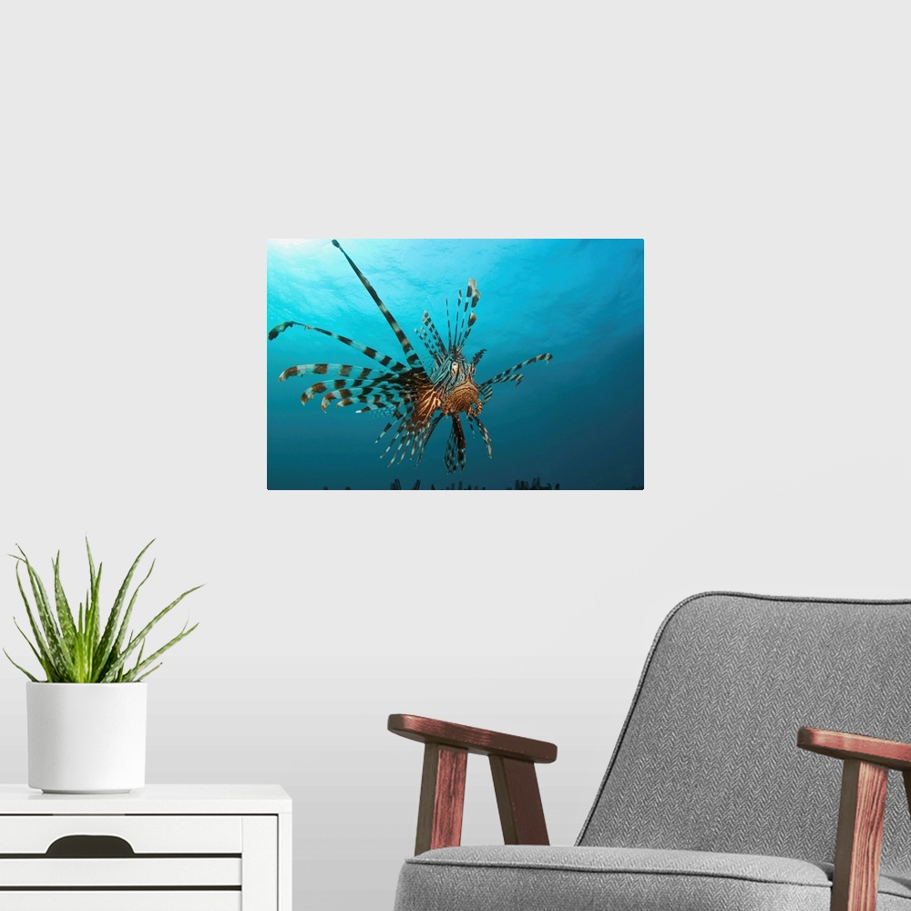 A modern room featuring Indonesia, Lionfish (Pterois Volitans) Floating Peacefully Above The Reef