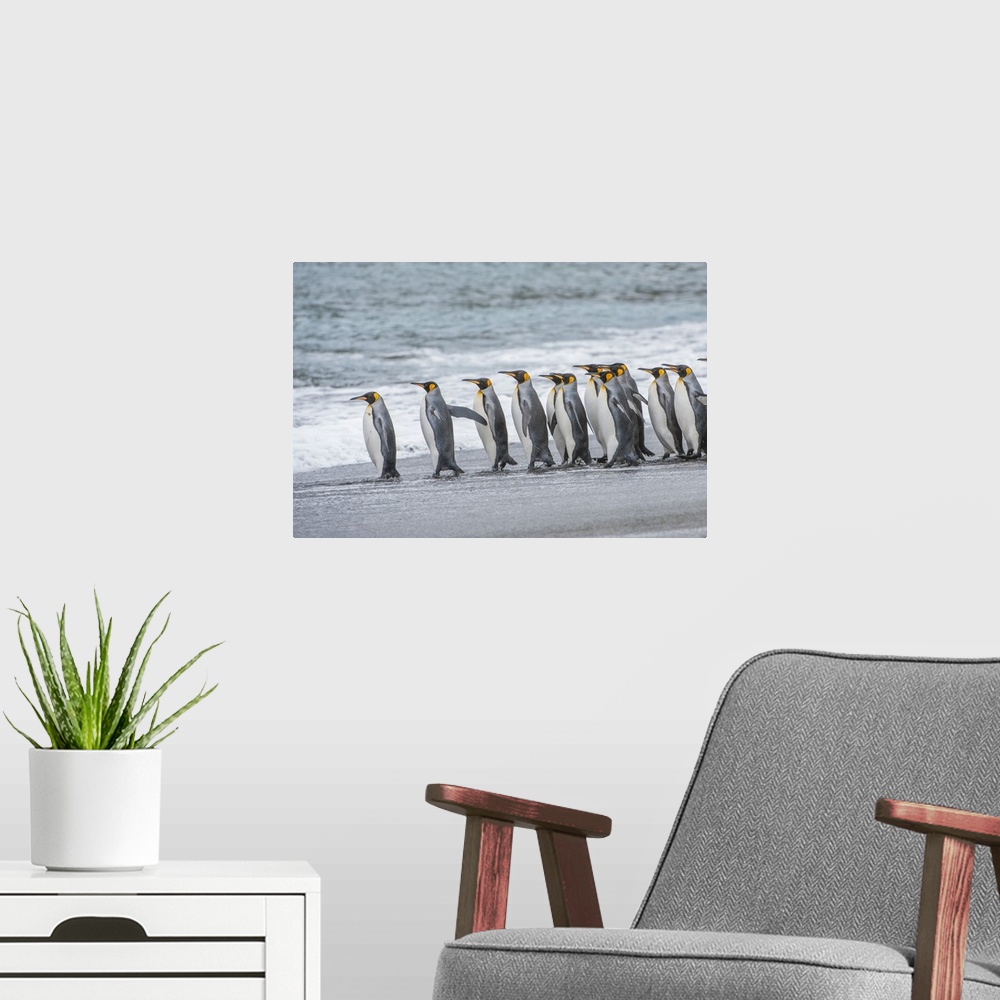 A modern room featuring Group of King Penguins (Aptenodytes patagonicus) lined up on the beach at the water's edge waitin...