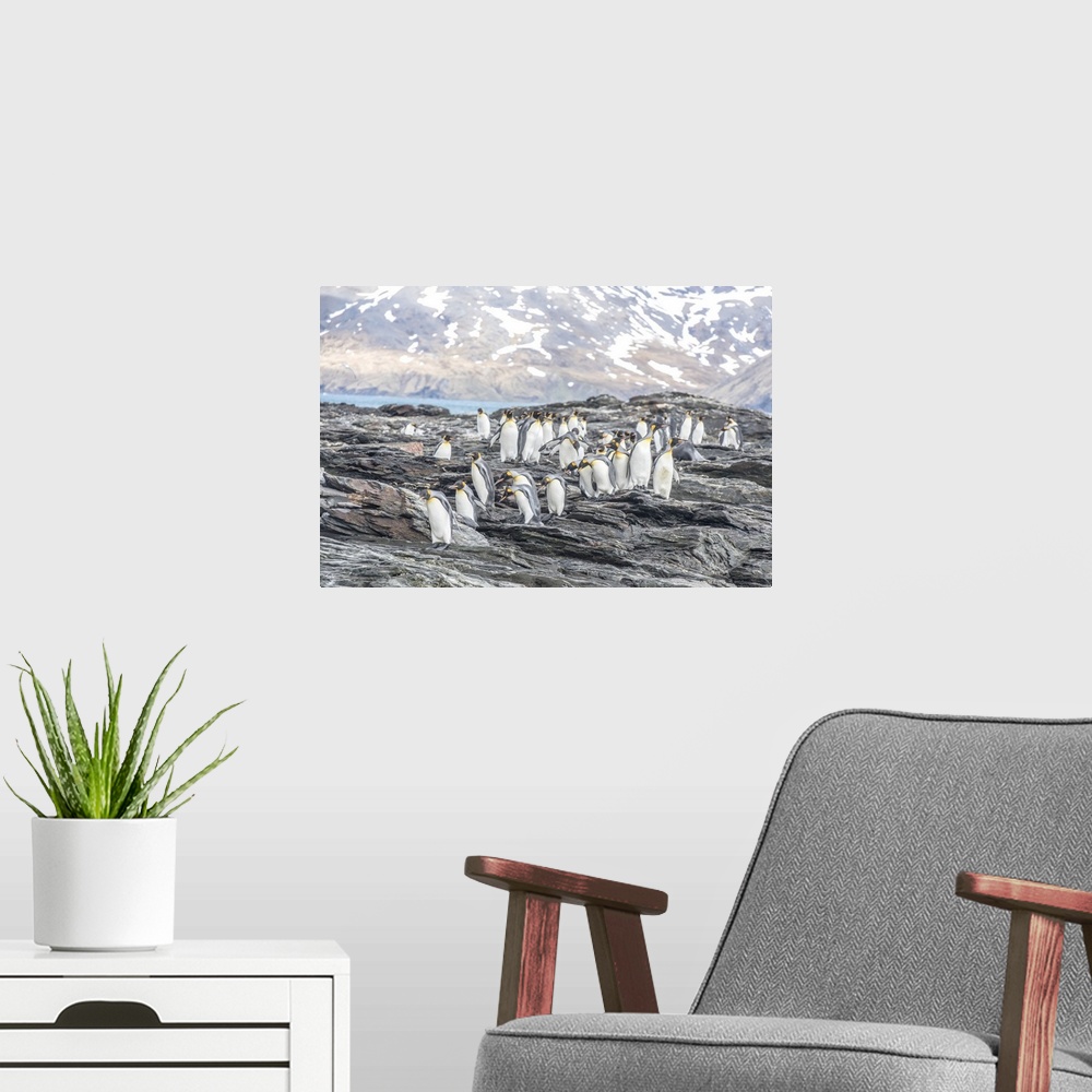 A modern room featuring King Penguins (Aptenodytes patagonicus) walking on the jagged, rocky shore of South Georgia Islan...