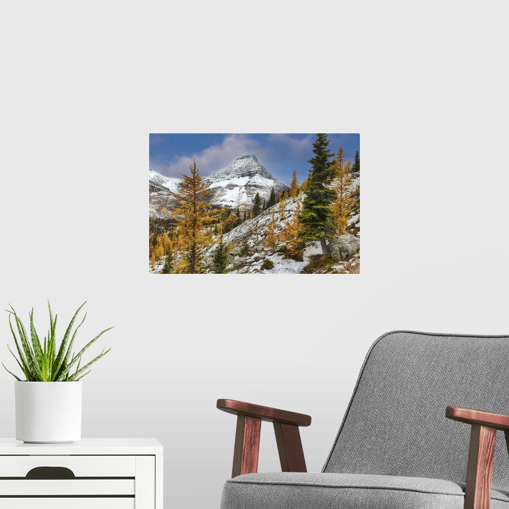 A modern room featuring Larch Trees In Autumn, Rocky Mountains Of Yoho National Park, British Columbia, Canada