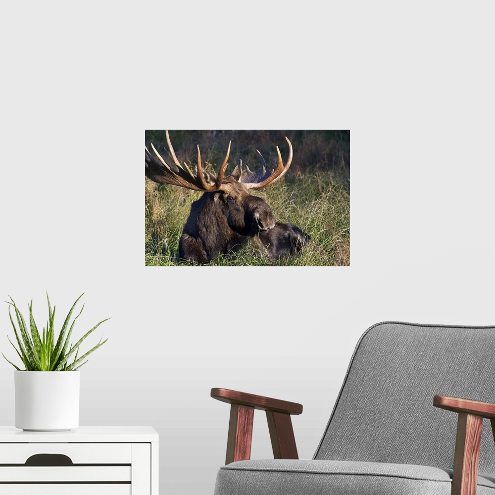 A modern room featuring Large Bull Moose resting in grass, Anchorage coastline, Southcentral Alaska, Autumn