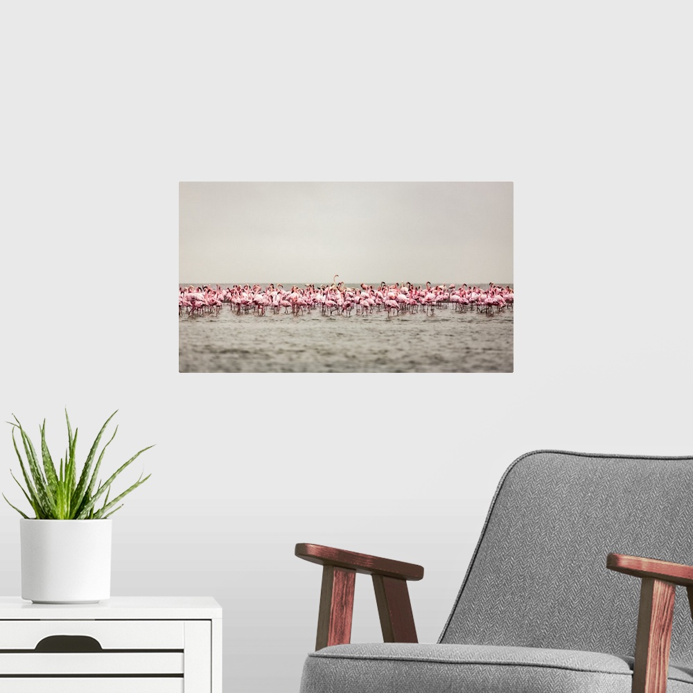 A modern room featuring A large flock of flamingos standing in the shallow water of Walvis Bay; Sossusvlei, Hardap Region...