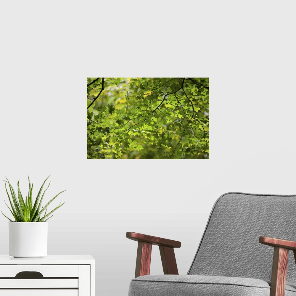 A modern room featuring Leafy Branches, Muskoka, Ontario, Canada