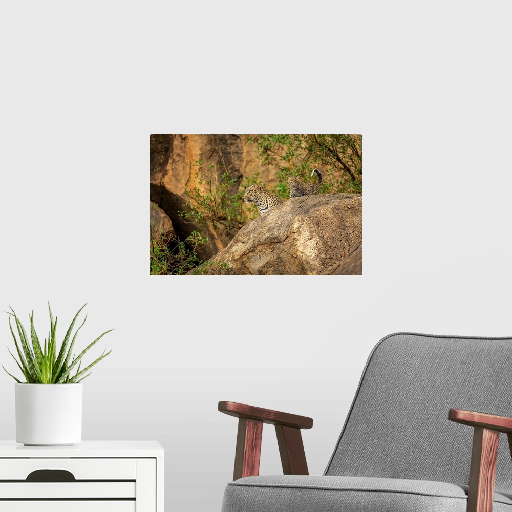 A modern room featuring Leopard and cub (Panthera pardus) look out from rock; Kenya