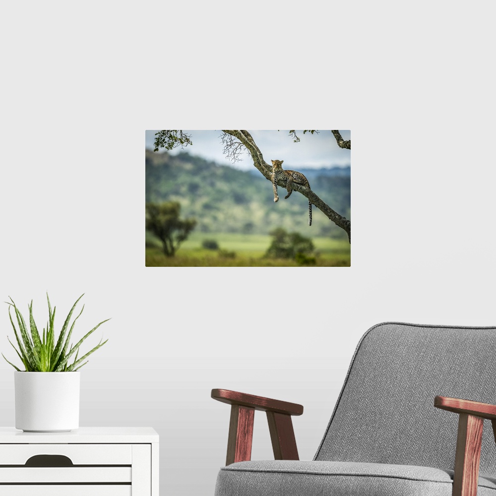 A modern room featuring Leopard (Panthera pardus) lies on diagonal branch facing camera, Klein's Camp, Serengeti National...