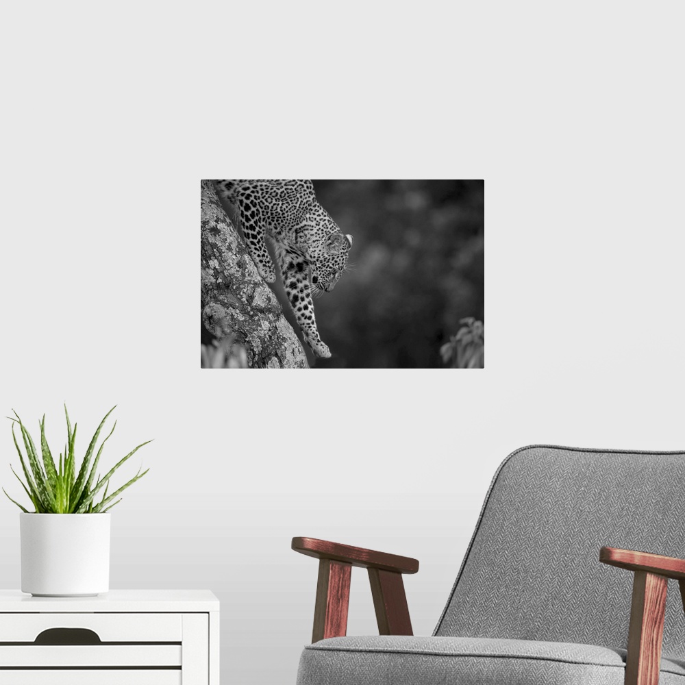 A modern room featuring Close-up of a leopard (panthera pardus) lifting its paw walking down a branch at the Kicheche bus...