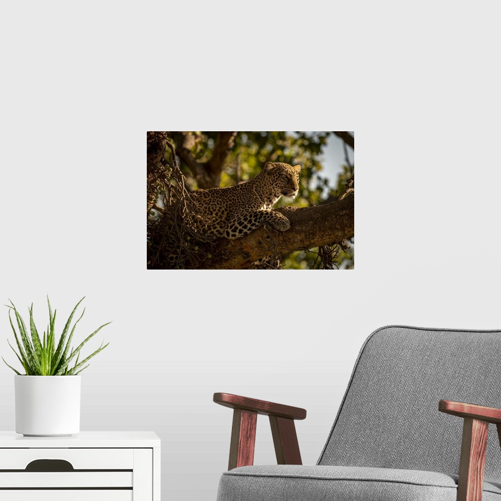 A modern room featuring A leopard (Panthera pardus) lies on the branch of a tree with it's head up. It has black spots on...