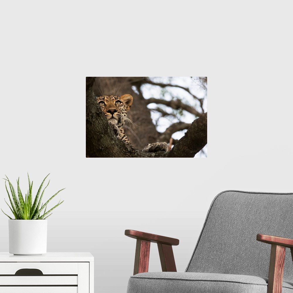 A modern room featuring Leopard (Panthera Pardus) Lounging In A Tree Looking For It's Next Meal, Sabi Sand Game Reserve, ...