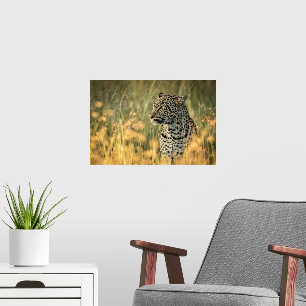 A modern room featuring Close-up of leopard (Panthera pardus) sitting in long grass, Grumeti Serengeti Tented Camp, Seren...