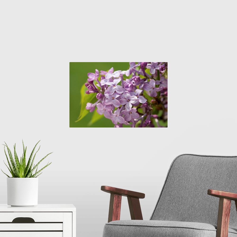 A modern room featuring Lilac flowers in the spring, Syringa species. Jamaica Plain, Massachusetts.